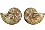Jurassic Cut & Polished Ammonite Fossil- Madagascar #215975-1